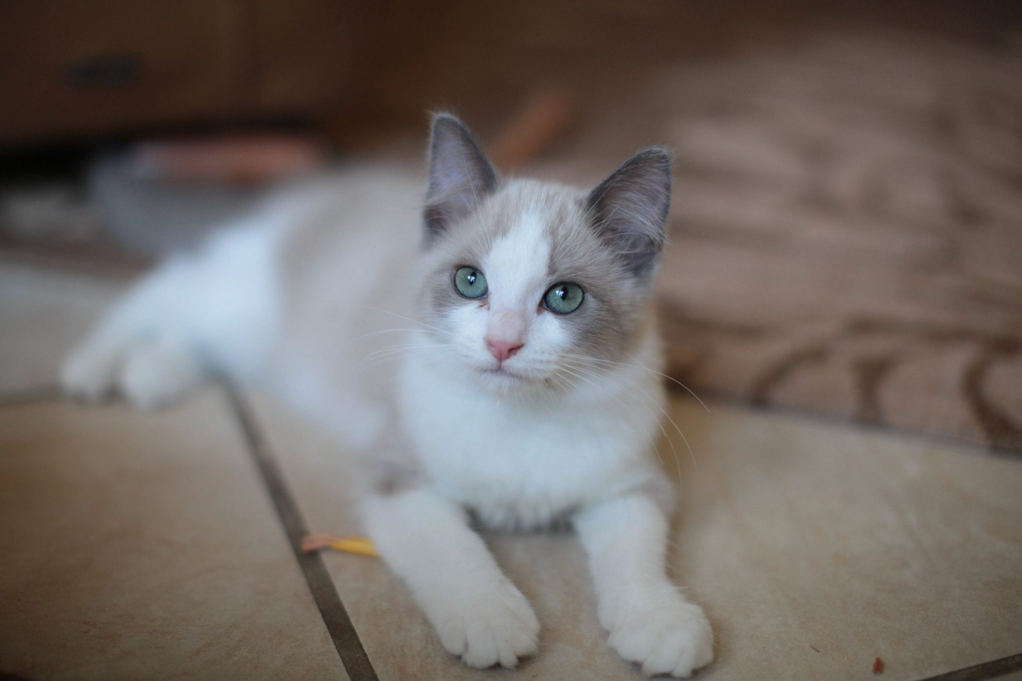 The Enchanting Blue Bicolor Ragdoll: A Complete Guide to Their Care ...