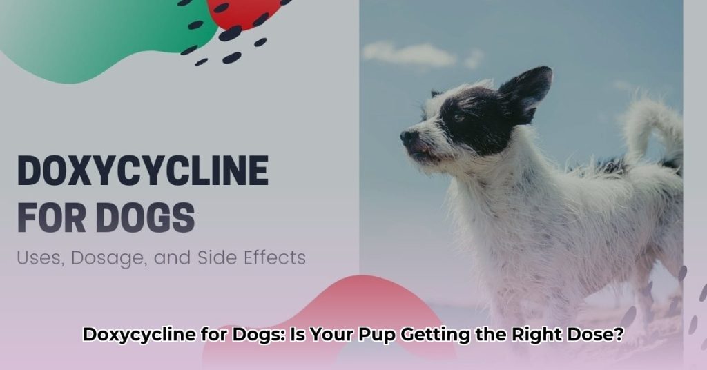 Doxycycline Dosage Chart for Dogs: Why Your Vet's Guidance is Essential ...