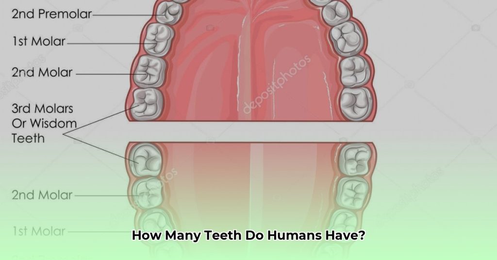  cu ntos dientes tiene el ser humano adultos y ni os chaztin